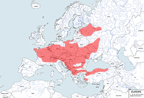 Nornik darniowy – mapa występowania na świecie