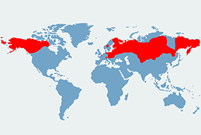 Nornik północny - mapa występowania na świecie