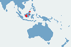 Orangutan, orang, orangutan borneański - mapa występowania na świecie
