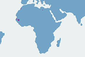 Oryks szablorogi - mapa występowania na świecie