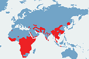 Pantera, lampart, leopard - mapa występowania na świecie