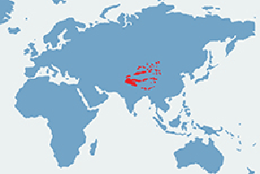 Pantera śnieżna, irbis - mapa występowania na świecie