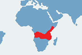 Pawian masajski, pawian zielony, babuin - mapa występowania na świecie