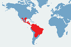 Pekari obrożny - mapa występowania na świecie