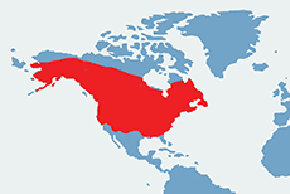 Piżmak amerykański – mapa występowania na świecie