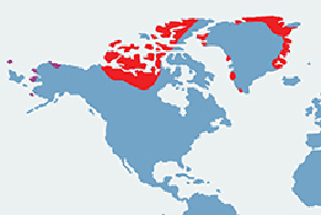 Piżmowół, wół piżmowy - mapa występowania na świecie