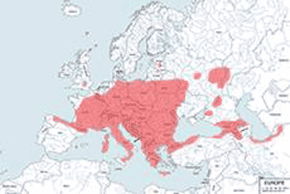 Popielica szara - mapa występowania na świecie
