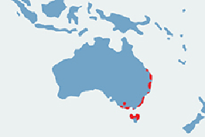 Poturu, kanguroszczur - mapa występowania na świecie