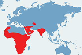 Ratel - mapa występowania na świecie
