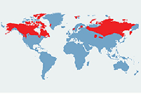 Renifer tundrowy – mapa występowania na świecie