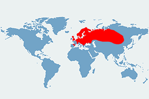 Ryjówka aksamitna - mapa występowania na świecie