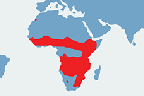 Serwal sawannowy – mapa występowania na świecie