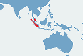 Siamang wielki - mapa występowania na świecie