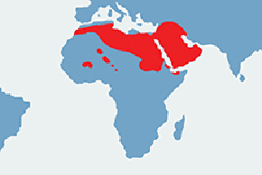 Podskoczek egipski - mapa występowania na świecie