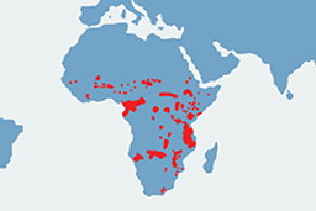 Słoń afrykański - mapa występowania na świecie
