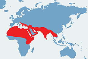 Szakal złocisty – mapa występowania na świecie