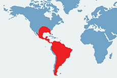 Mapa (obszar) wystepowania szczerbaków na świecie