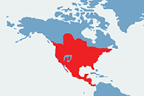 Szop pracz – mapa występowania na świecie