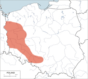 Szop pracz – mapa występowania w Polsce