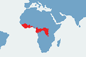 Szympans - mapa występowania na świecie