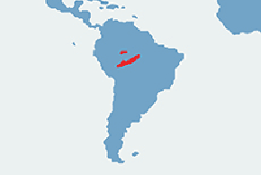 Tamaryna czerwonobrzucha - mapa występowania na świecie