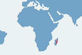 Tenrek pręgowany - mapa występowania na świecie