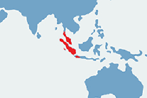 Tupaja pospolita - mapa występowania na świecie