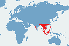 Wystepowanie tupajowatych na świecie