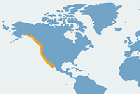 Uszanka kalifornijska - mapa występowania na świecie