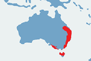 Kangur rdzawoszyi – mapa występowania na świecie