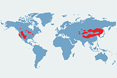 Mapa wystepowania wapiti na świecie