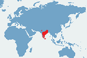 Wiewiórka palmowa - mapa występowania na świecie