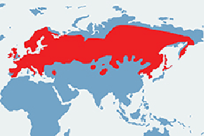 Wiewiórka pospolita - mapa występowania na świecie