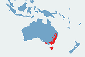 Wombat tasmański – mapa występowania na świecie