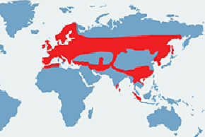 Wydra europejska - mapa występowania na świecie