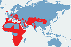 Żbik europejski – mapa występowania na świecie