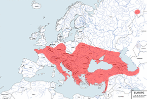 Zębiełek białawy – mapa występowania na świecie