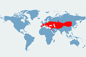 Zębiełek karliczek - mapa występowania na świecie