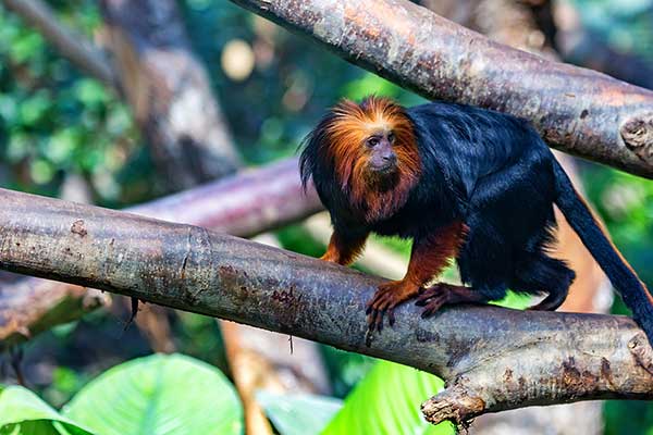 Marmozeta złotogłowa (Leontopithecus chrysomelas)