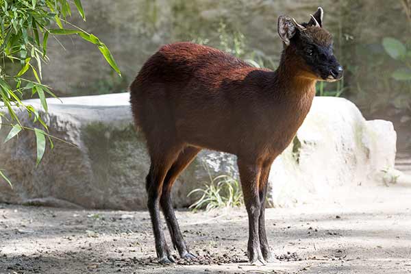 Mazama karłowata (Mazama rufina)