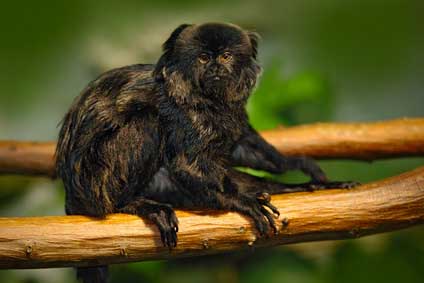 Miko czarny (Callimico goeldii)