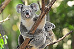 Koalowate