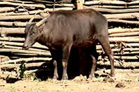 Anoa nizinny, bawołek