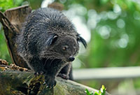 Binturong orientalny
