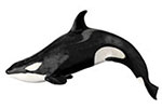 Delfinowate