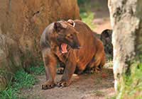 Fossa madagaskarska