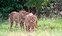 Gepard grzywiasty