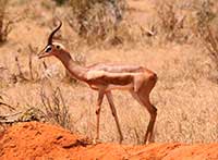 Gerenuk