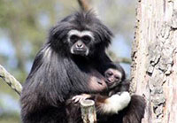 Gibbon białoręki