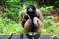 Gibbon borneański